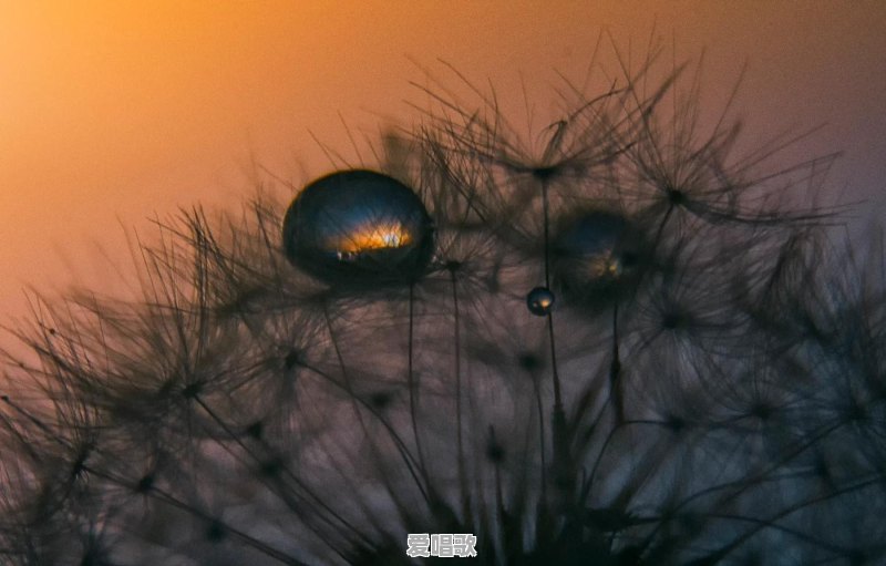 路边随处可见的小草花/小树花,怎么拍,效果更好 路边随处可见的小草花/小树花,怎么拍,效果更好 - 爱唱歌