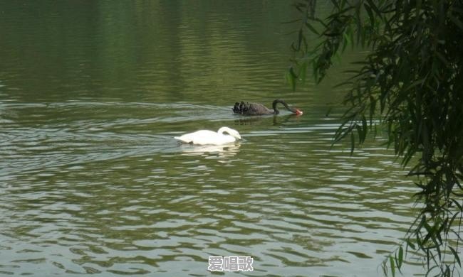 为什么老歌响起,心中会有一种淡淡的伤感,而这种伤感自己会心甘情愿的去享受 为什么老歌响起,心中会有一种淡淡的伤感,而这种伤感自己会心甘情愿的去享受 - 爱唱歌