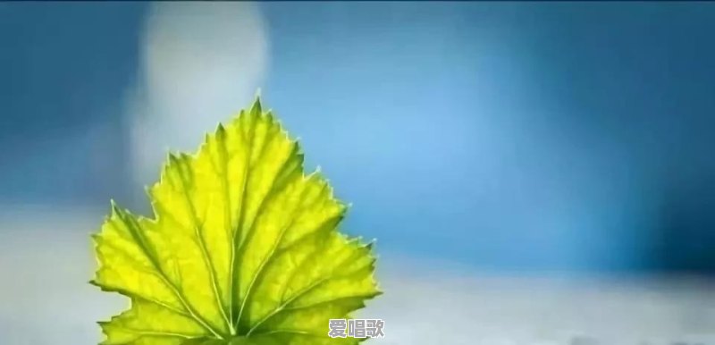 如何辨识真假兄弟 - 爱唱歌