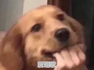 你都存了哪些“沙雕”表情包 你都存了哪些“沙雕”表情包 - 爱唱歌
