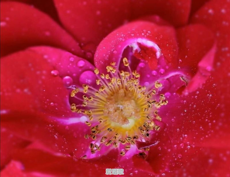 上个世纪90年代,周华健一曲《花心》为什么火遍了大江南北 上个世纪90年代,周华健一曲《花心》为什么火遍了大江南北 - 爱唱歌