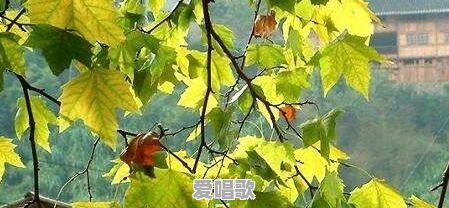 均安流行音乐协会 均安流行音乐协会 - 爱唱歌