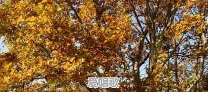 均安流行音乐协会 均安流行音乐协会 - 爱唱歌