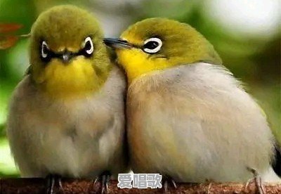 山东话和河南话总体哪个更难懂 - 爱唱歌