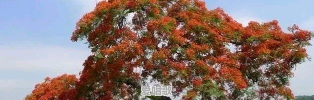 山东话和河南话总体哪个更难懂 - 爱唱歌