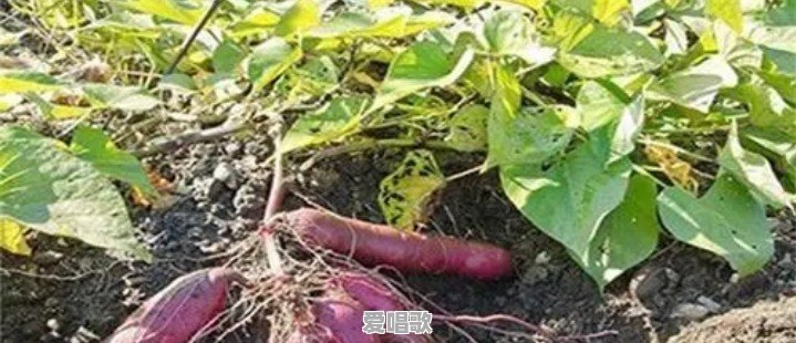 如何看待农村有些年轻人返乡以后,连家乡话也不会说?啥原因呢 如何看待农村有些年轻人返乡以后,连家乡话也不会说?啥原因呢 - 爱唱歌