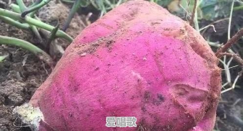 如何看待农村有些年轻人返乡以后,连家乡话也不会说?啥原因呢 如何看待农村有些年轻人返乡以后,连家乡话也不会说?啥原因呢 - 爱唱歌