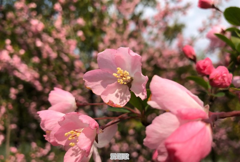 网络最热的跳舞的歌曲大全 - 爱唱歌
