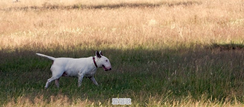 你怎样看待从农村走出来的草根网红 - 爱唱歌