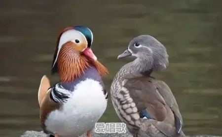 为什么感觉现在成了“男色时代”,满屏都是帅哥 为什么感觉现在成了“男色时代”,满屏都是帅哥 - 爱唱歌