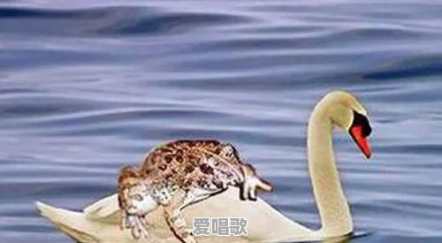 你听过/见过最有才的广告是什么 - 爱唱歌