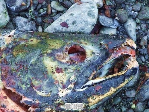 你知道的最恶心的一道菜是什么 你知道的最恶心的一道菜是什么 - 爱唱歌