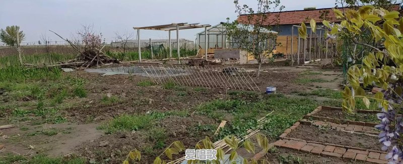 李子柒藕粉怎么样 李子柒藕粉怎么样 - 爱唱歌