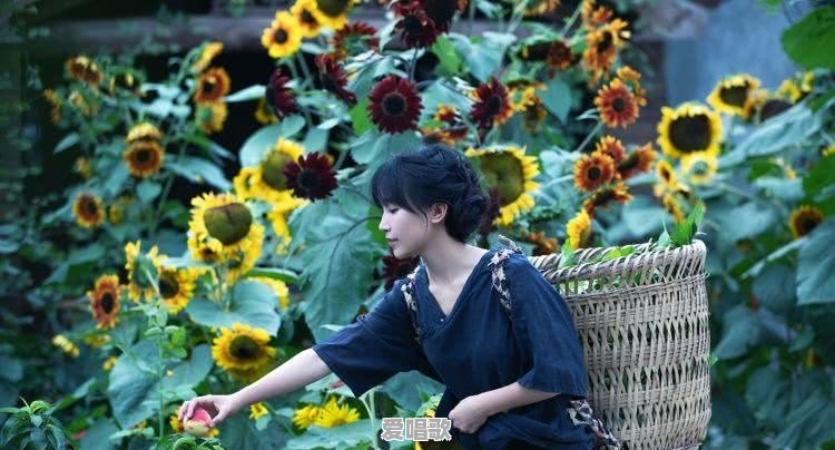 李子柒藕粉怎么样 李子柒藕粉怎么样 - 爱唱歌
