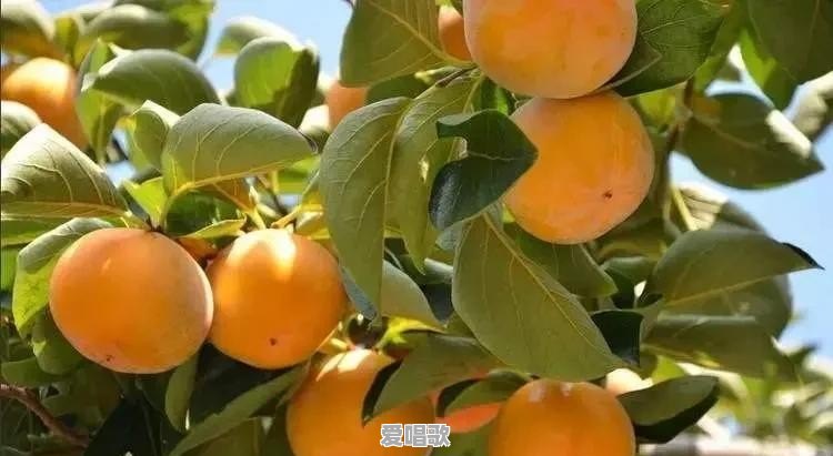 在一个没有什么特产的农村,做什么能赚到钱 在一个没有什么特产的农村,做什么能赚到钱 - 爱唱歌