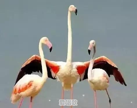 你能为天下的母亲写首赞美诗吗 你能为天下的母亲写首赞美诗吗 - 爱唱歌