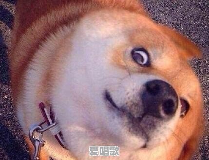 可以给我讲个笑话吗,谢谢 可以给我讲个笑话吗,谢谢 - 爱唱歌