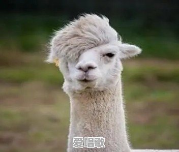 可以给我讲个笑话吗,谢谢 可以给我讲个笑话吗,谢谢 - 爱唱歌