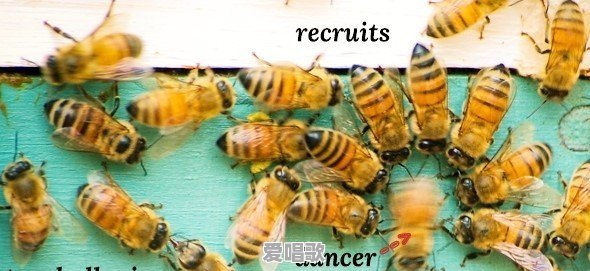 动物有自己的语言吗,它们是怎么交流的 动物有自己的语言吗,它们是怎么交流的 - 爱唱歌