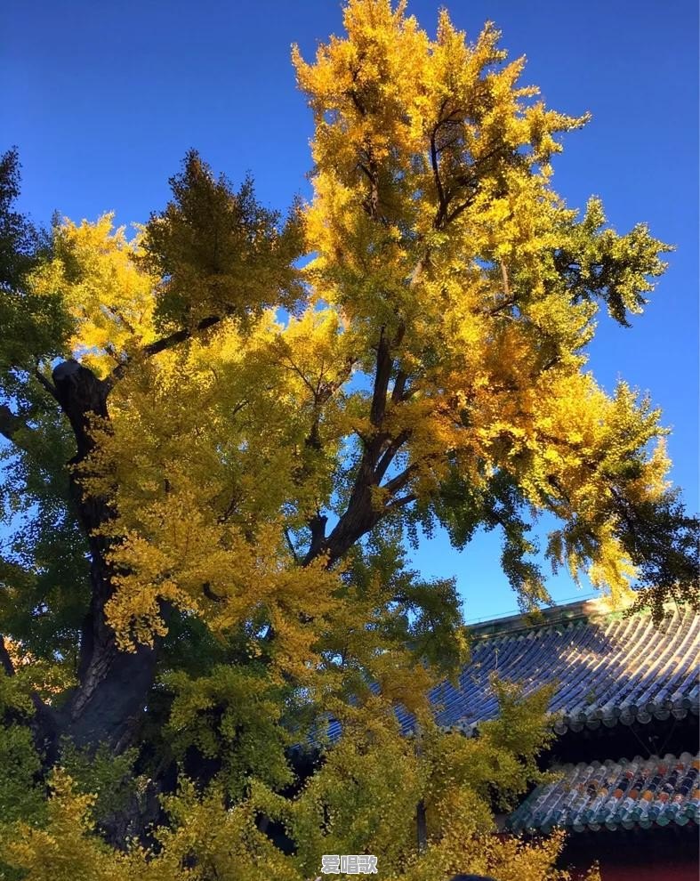 什么时候去北京旅游比较好 什么时候去北京旅游比较好 - 爱唱歌