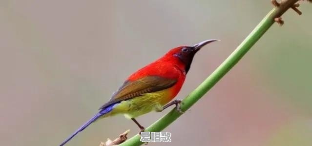 2021爸妈听的网络歌曲 2021爸妈听的网络歌曲 - 爱唱歌