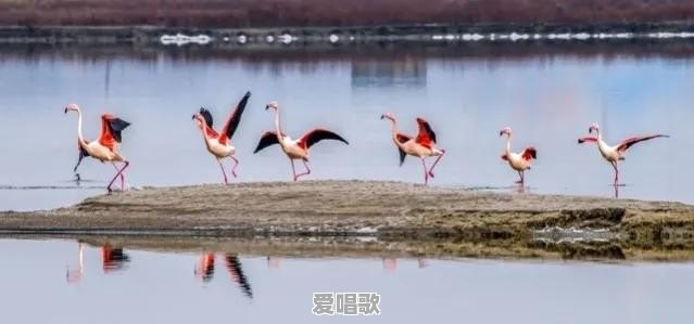 2021爸妈听的网络歌曲 2021爸妈听的网络歌曲 - 爱唱歌