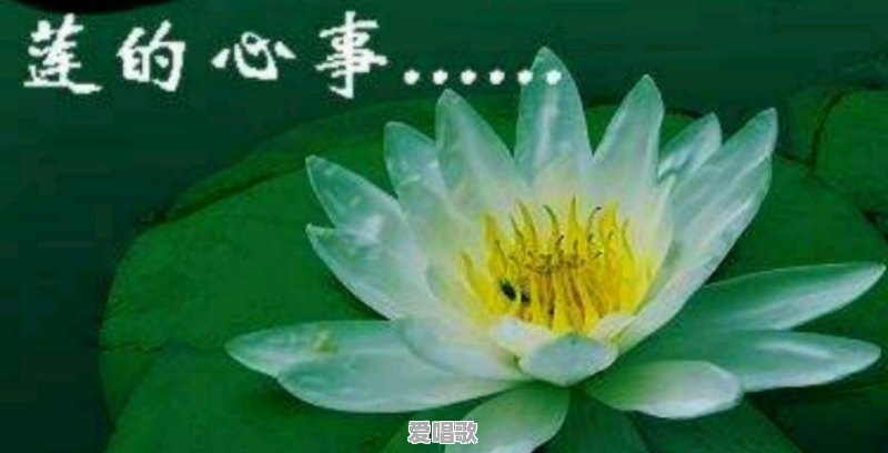 莲的心事歌词 莲的心事歌词 - 爱唱歌