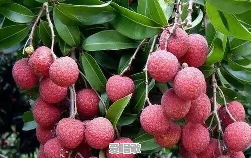 牛舌怎么做 - 爱唱歌