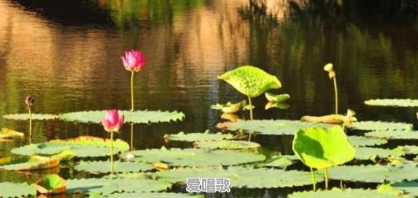 池塘粤语歌曲叫什么 - 爱唱歌