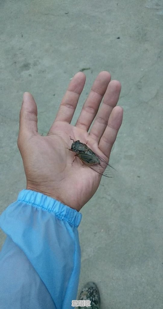 成都有没有大型琴行?要买钢琴,去哪好 成都有没有大型琴行?要买钢琴,去哪好 - 爱唱歌