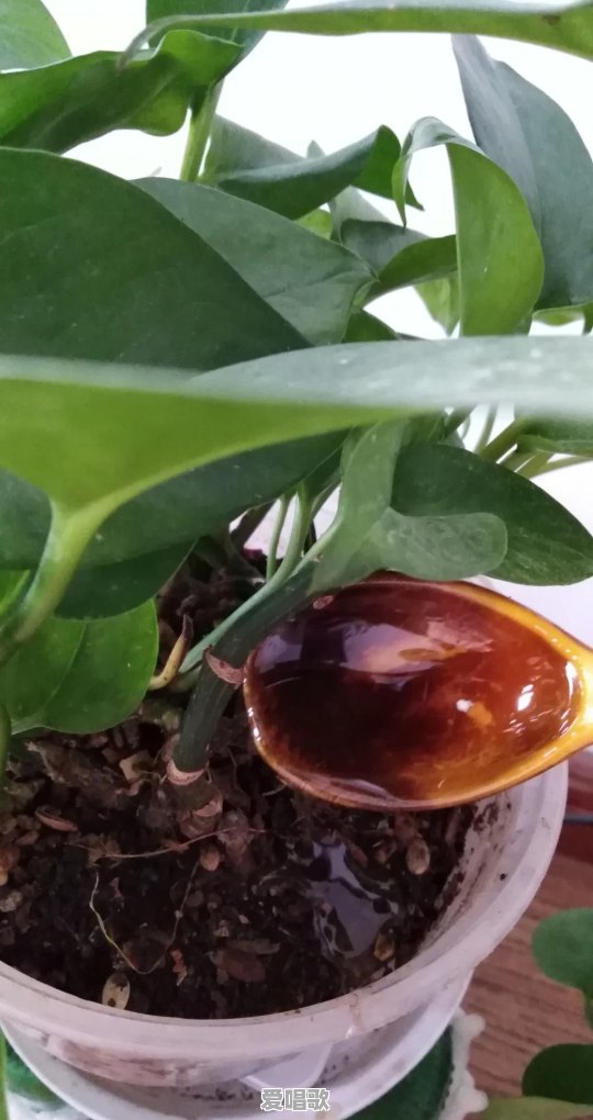 种花上瘾是一种什么体验 种花上瘾是一种什么体验 - 爱唱歌