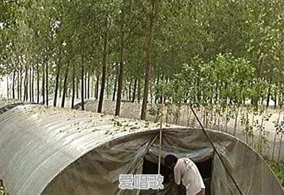 到处都在建大棚，大棚真的这么挣钱吗 - 爱唱歌
