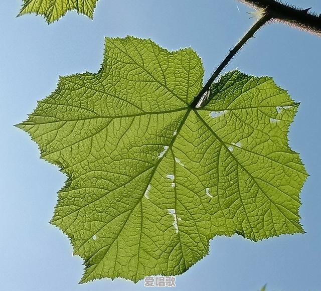 现在我打算在自家农村荒地种植红心火龙果.请问还有市场情景吗 - 爱唱歌