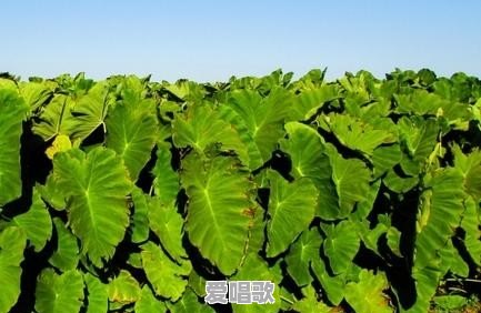 挖芋头歌词哟~这么大的个+念白 挖芋头歌词哟~这么大的个+念白 - 爱唱歌