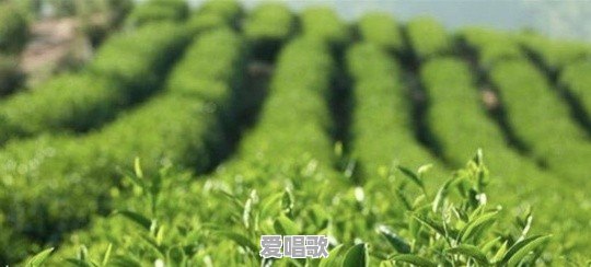 经典四首网络歌曲大全 经典四首网络歌曲大全 - 爱唱歌
