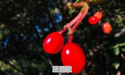 网络歌曲好想你真的好想你是什么歌 网络歌曲好想你真的好想你是什么歌 - 爱唱歌