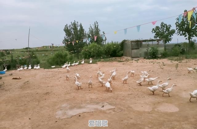 五十岁左右的妇女在家可以做些什么 五十岁左右的妇女在家可以做些什么 - 爱唱歌