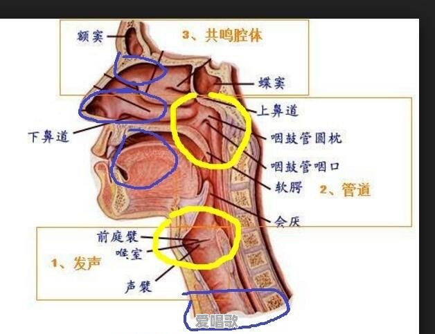 声乐技巧打开喉咙唱歌怎么练 - 爱唱歌