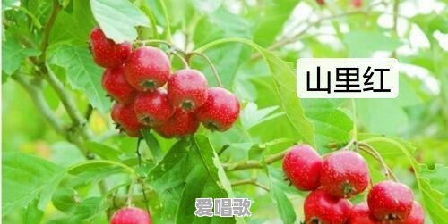 适合结婚时候新郎唱的歌有哪些 适合结婚时候新郎唱的歌有哪些 - 爱唱歌