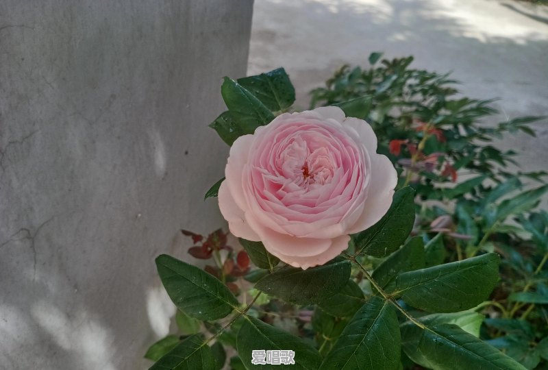70后的老阿姨怎么拍视频能火 70后的老阿姨怎么拍视频能火 - 爱唱歌