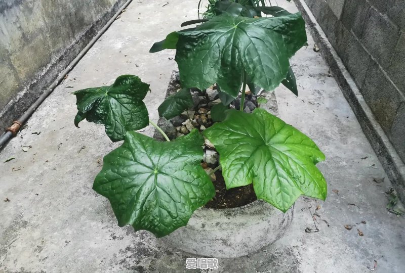 一些歌曲会和自己的经历相关,你有没有一首歌,你再也不敢听到 一些歌曲会和自己的经历相关,你有没有一首歌,你再也不敢听到 - 爱唱歌