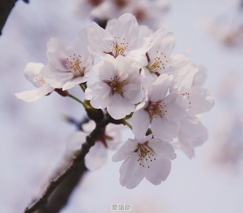 原神稻妻神里绫华位置 原神稻妻神里绫华位置 - 爱唱歌
