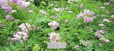 拇指琴新手入门曲谱起风了 - 爱唱歌
