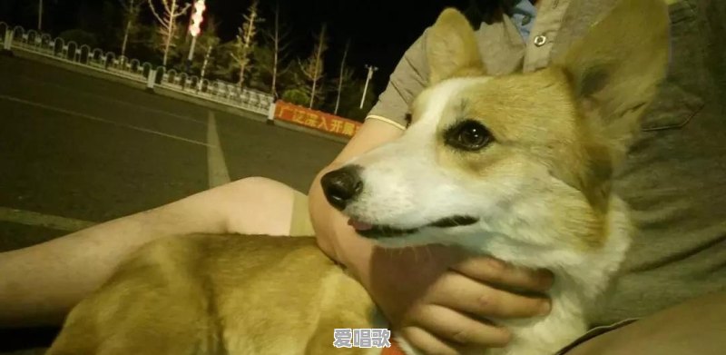 家里养了宠物又实在舍不得送走的话怎么办 家里养了宠物又实在舍不得送走的话怎么办 - 爱唱歌