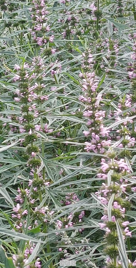 能抄首你最喜欢的新诗给我吗 能抄首你最喜欢的新诗给我吗 - 爱唱歌
