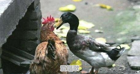 害羞粤语歌曲 害羞粤语歌曲 - 爱唱歌