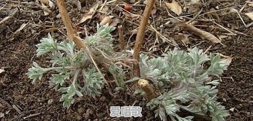 农村俗语“三月茵陈四月蒿,五月六月当柴烧”,啥意思 农村俗语“三月茵陈四月蒿,五月六月当柴烧”,啥意思 - 爱唱歌