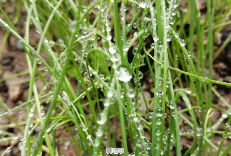 李银霞的春雨这首歌表达了什么 李银霞的春雨这首歌表达了什么 - 爱唱歌