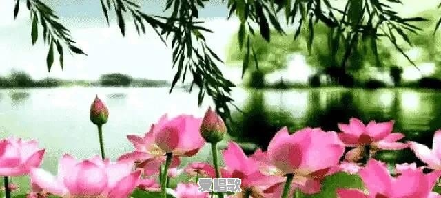为什么?有人每天都刷抖音,而且还乐此不疲,明知道是假的 为什么?有人每天都刷抖音,而且还乐此不疲,明知道是假的 - 爱唱歌