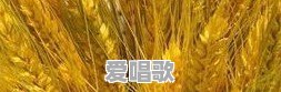 小麦网络歌曲视频下载 - 爱唱歌